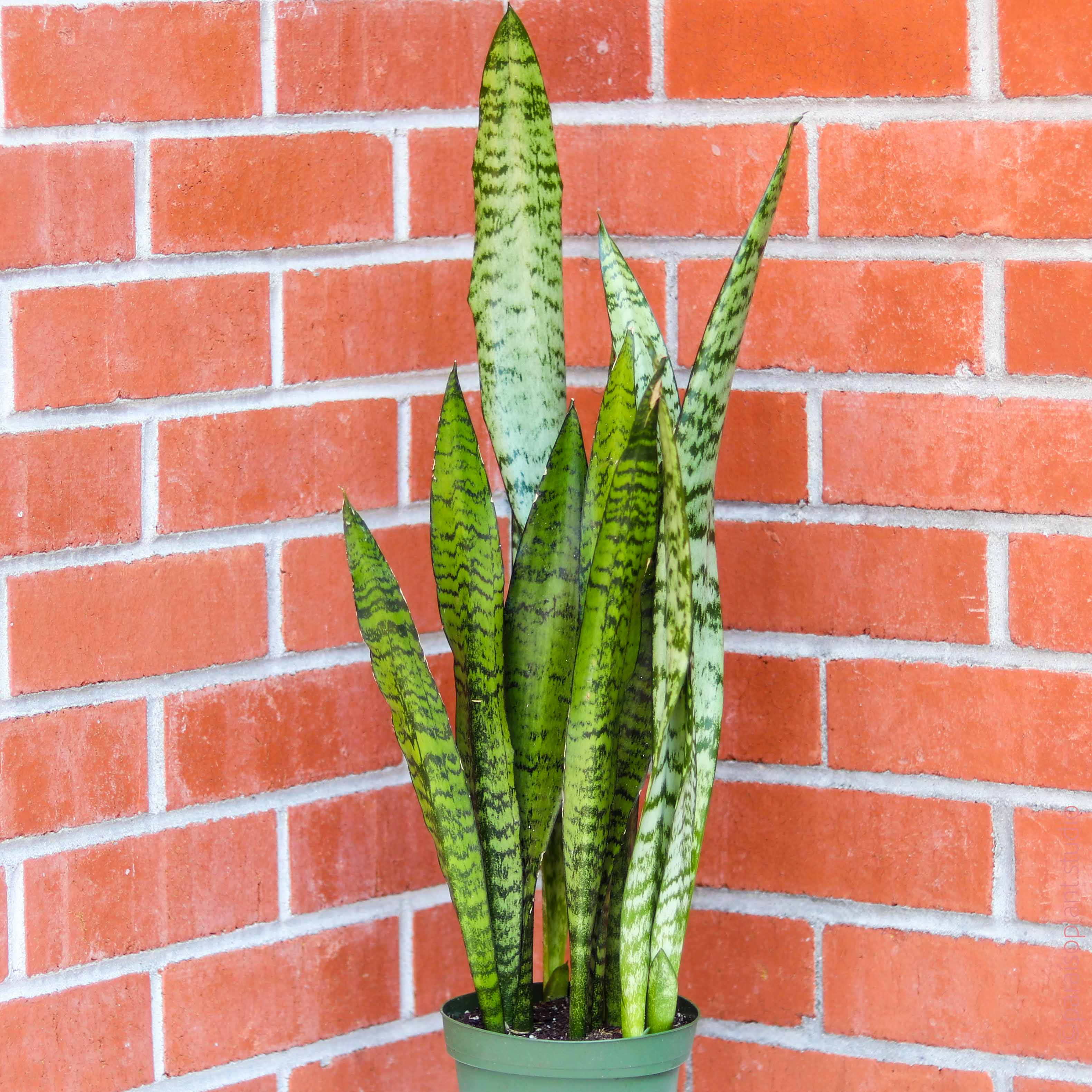 snake plant wall Sansevieria