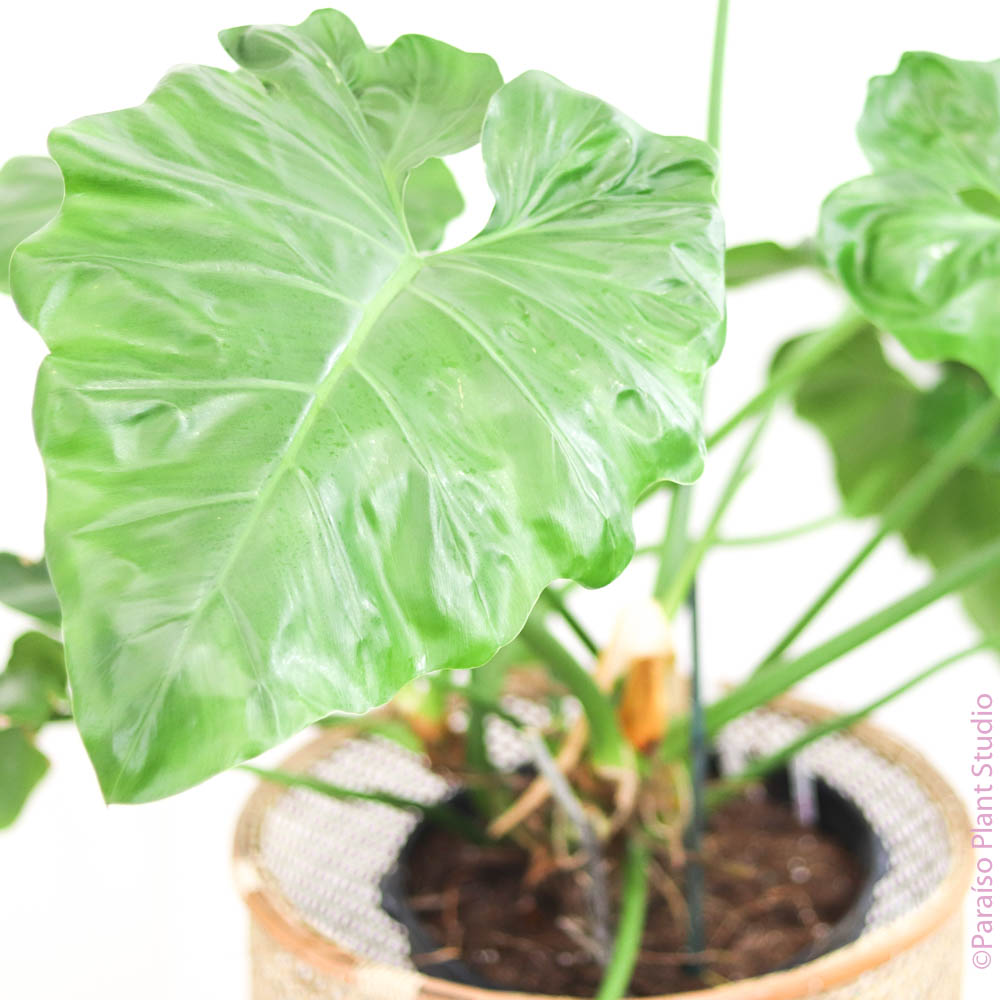 philodendron giganteum indoor care 14in Philodendron Giganteum – Paraíso Plant Studio
