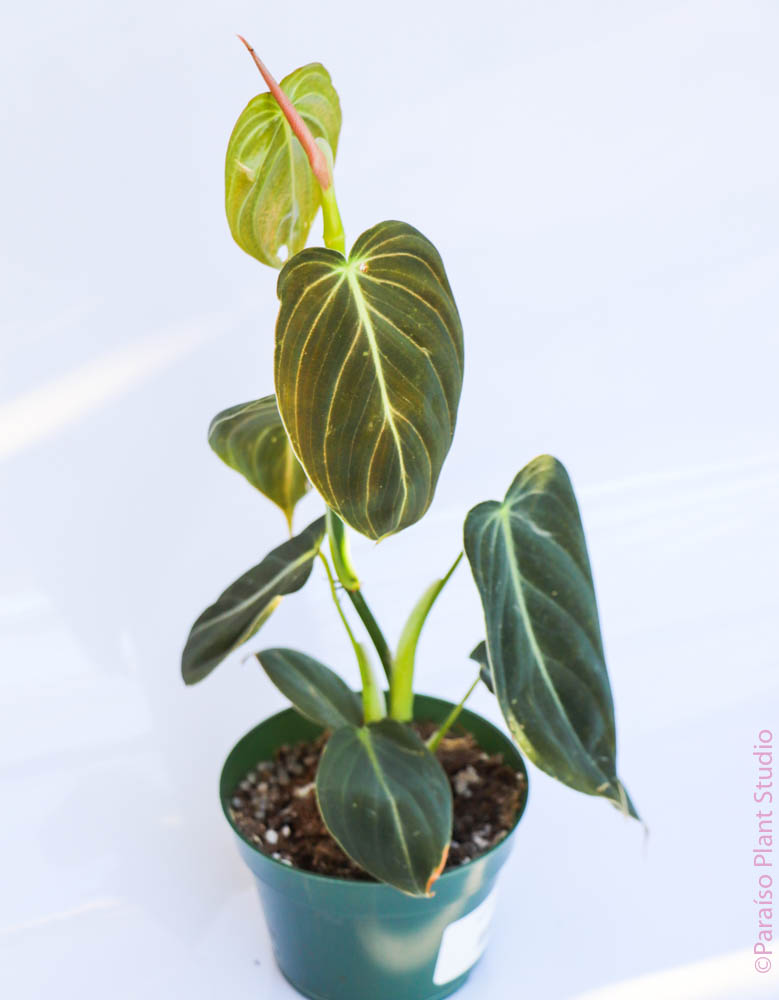 philodendron houseplant juvenile Philodendron Melanochrysum – Paraíso Plant Studio