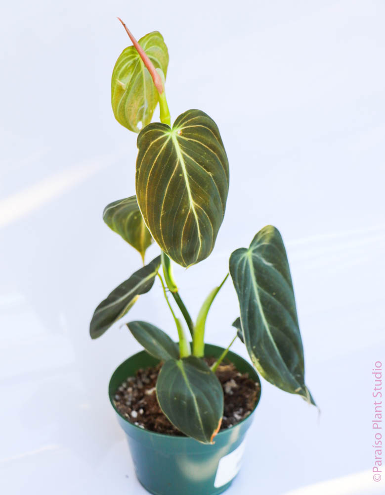 4in Philodendron Melanochrysum