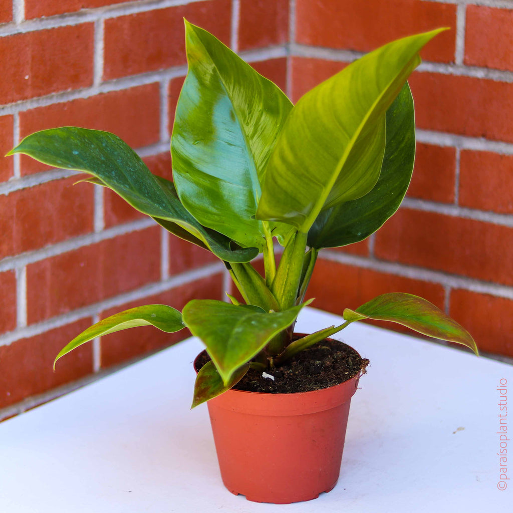 6in Philodendron Imperial Green