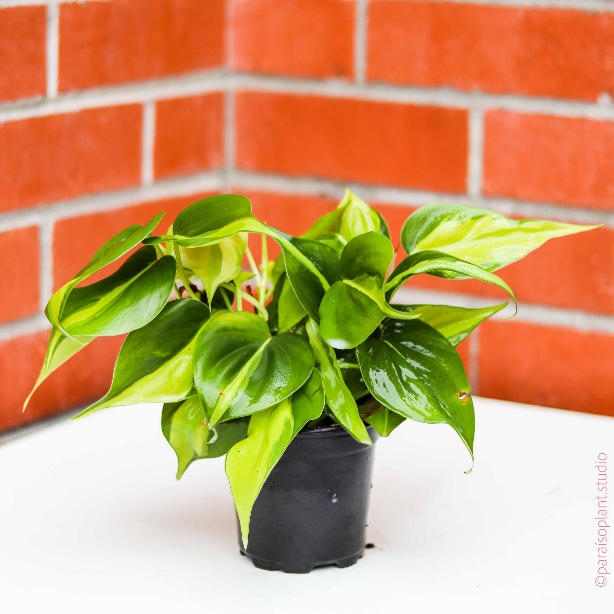philodendron brasil orange leaves 3in-4in Philodendron Brasil – Paraíso Plant Studio