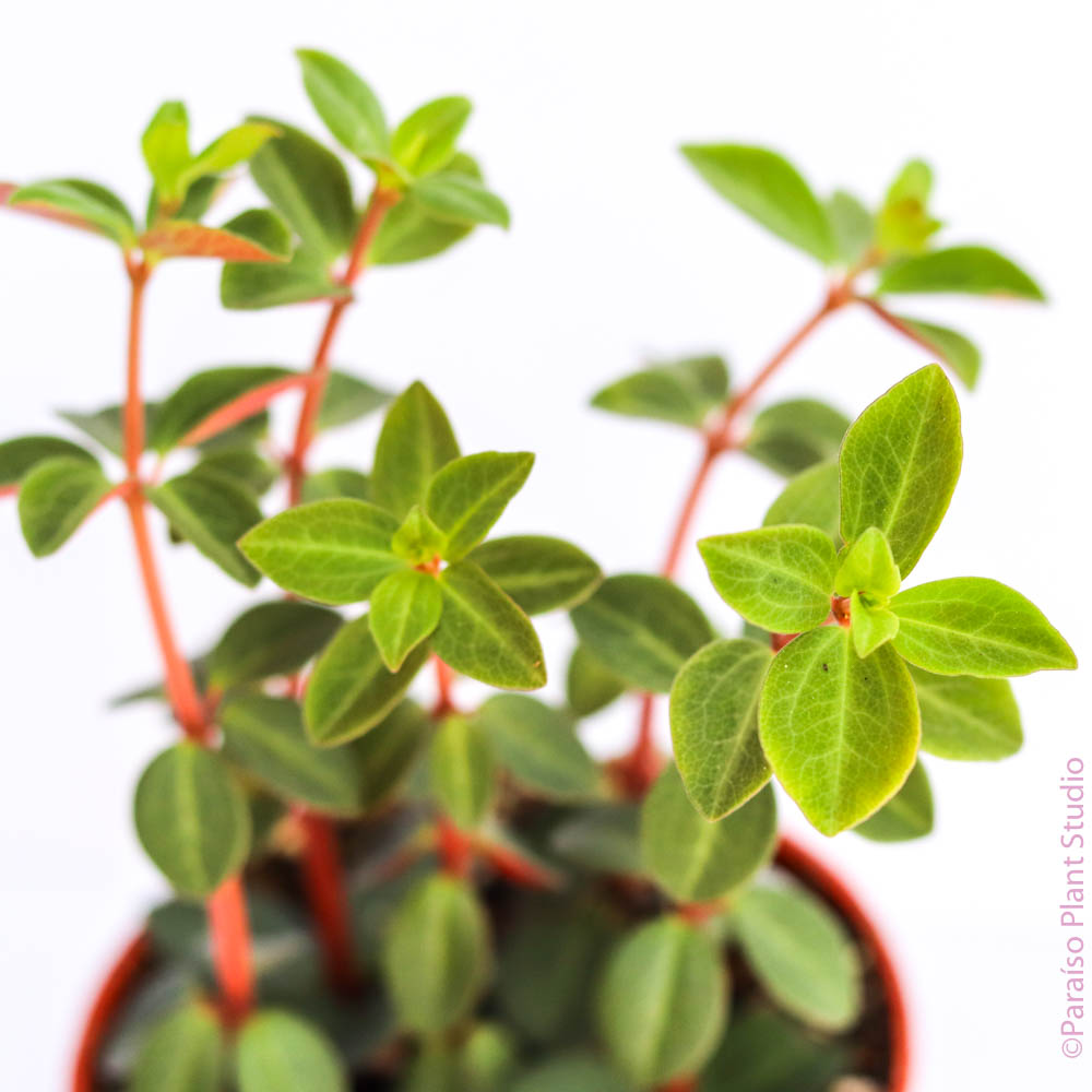 red log succulent Peperomia Verticillata