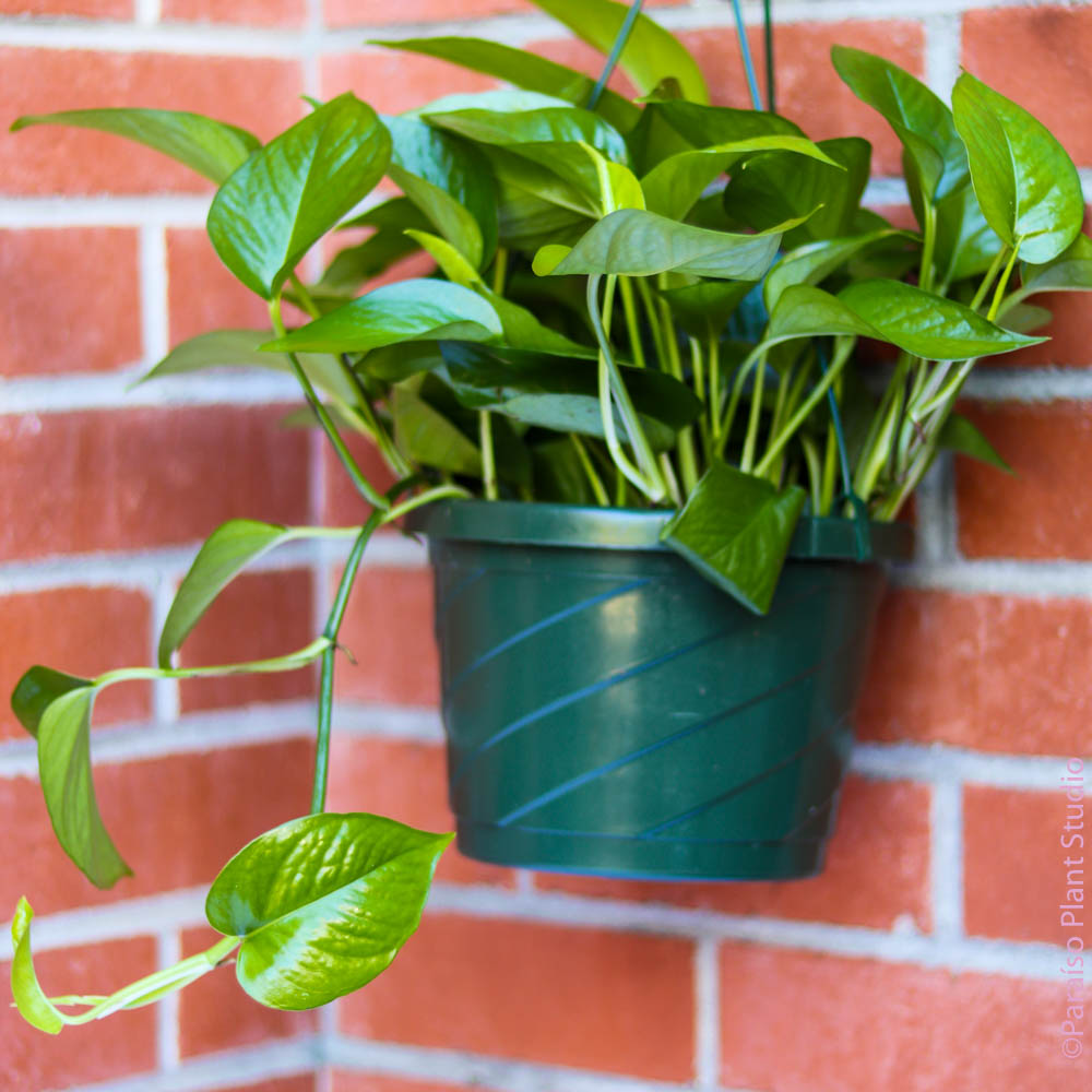 8in Jade Pothos hanging in front of a brick wall.