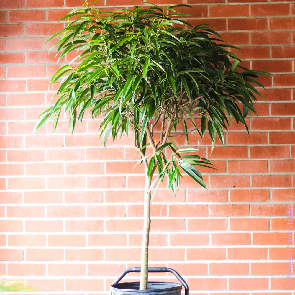 ficus alii indoor plant 12in-14in Ficus Alii
