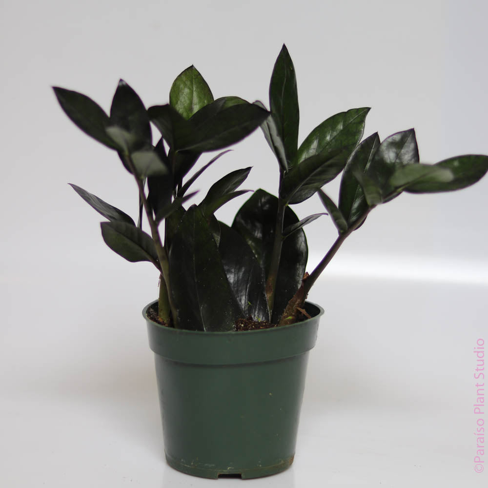 nova star zz plant 4in-5in ZZ Black
