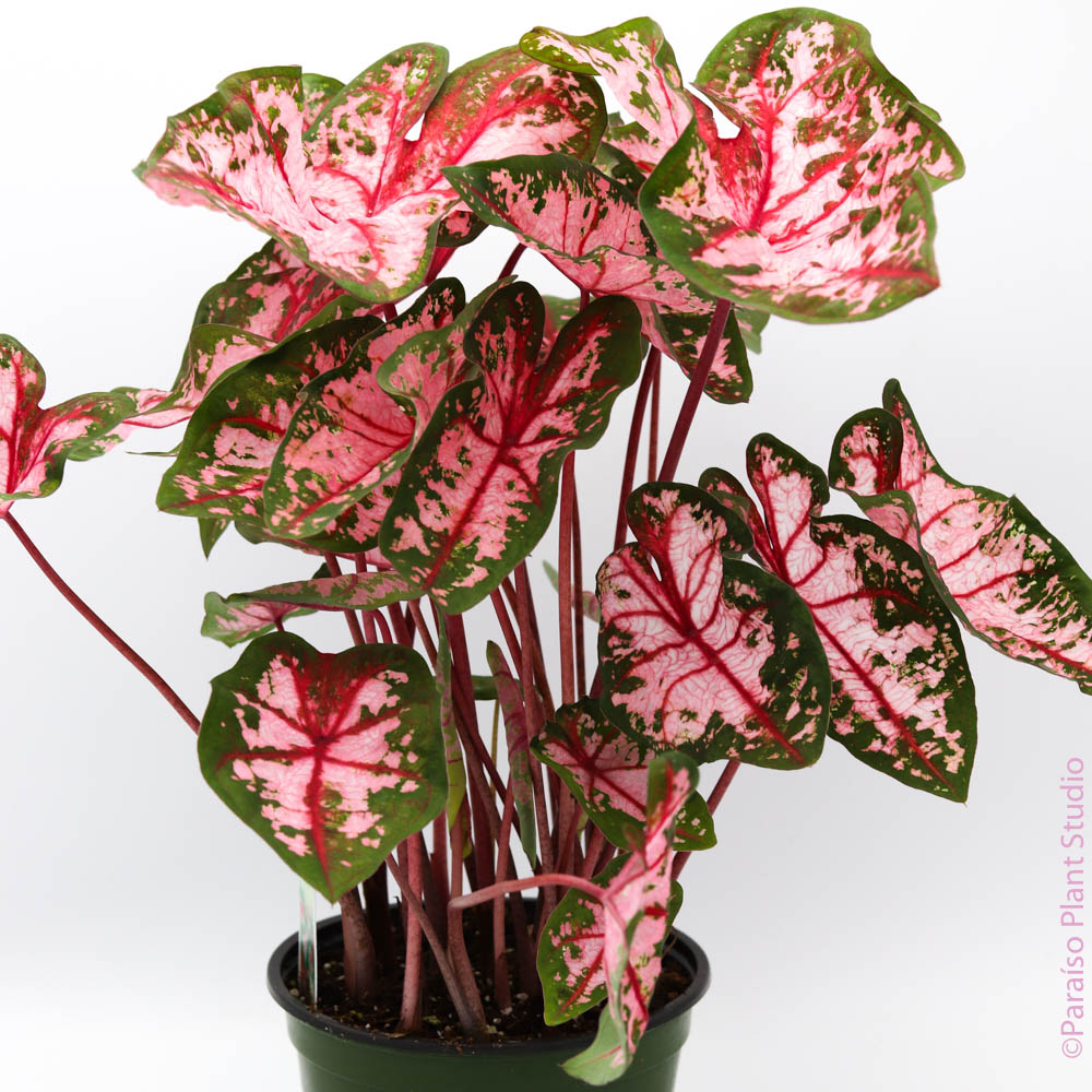 indoor caladium plant Caladium 'Pink Beauty' – Paraíso Plant Studio