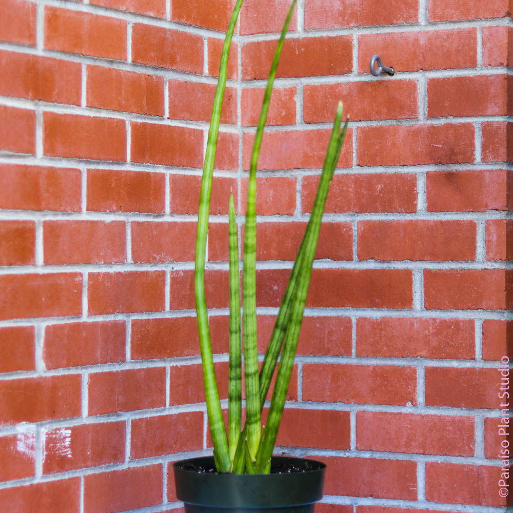 sansevieria stick plant 8in-12in Sansevieria Cylindrica