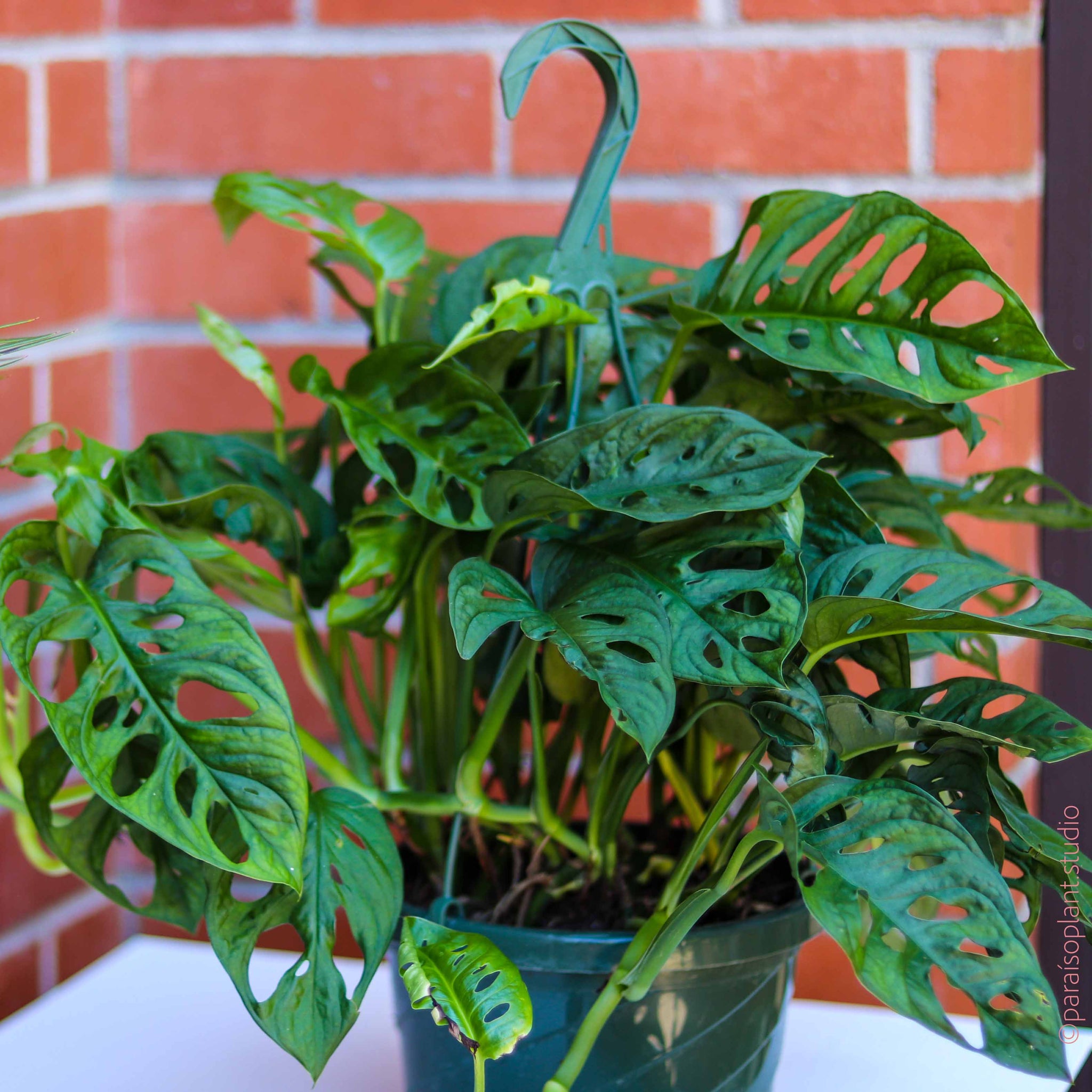 swiss cheese plant hanging 8in Monstera Adansonii 'Monstera Swiss Cheese' – Paraíso Plant Studio