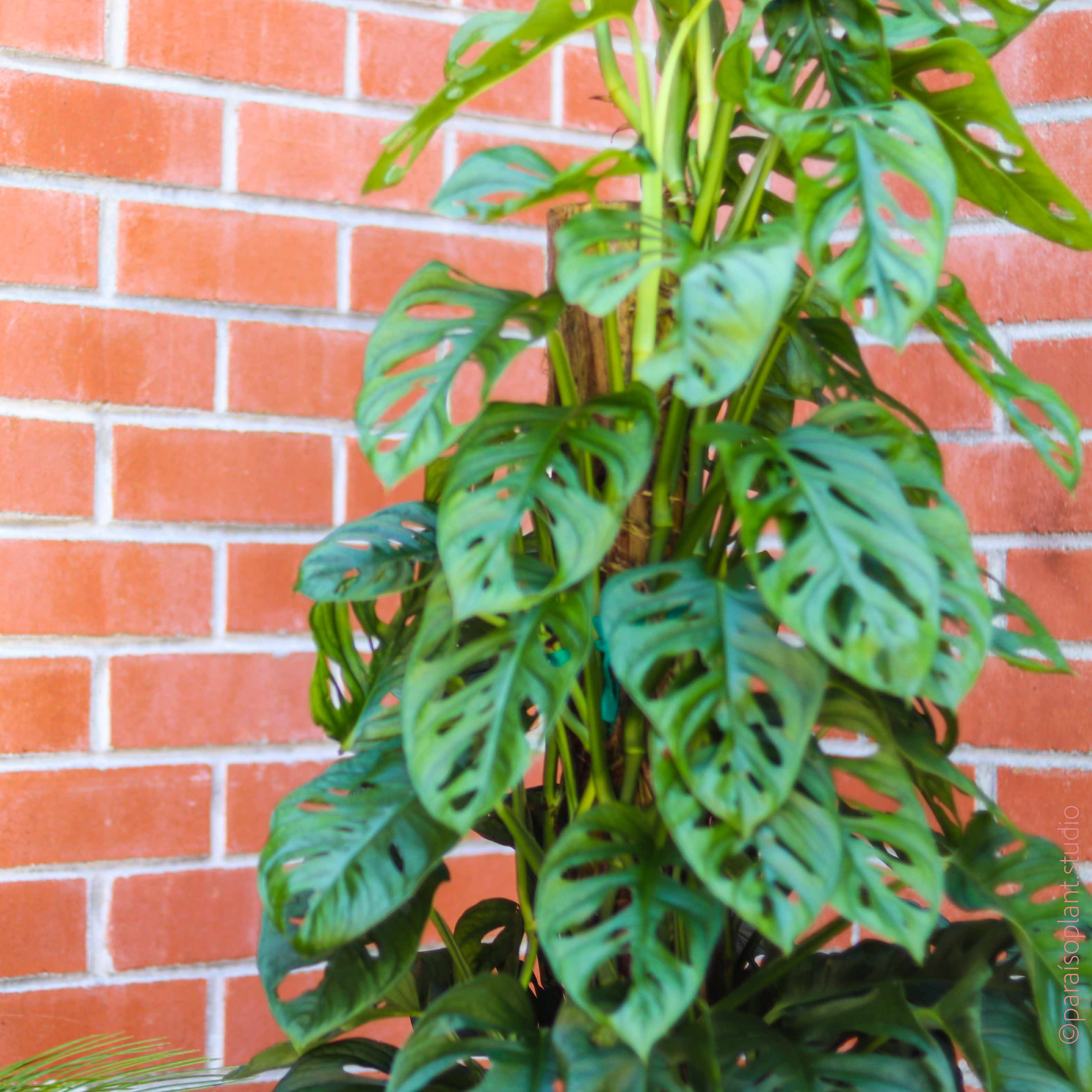 swiss cheese plant totem 10in Monstera Adansonii 'Swiss Cheese' – Paraíso Plant Studio