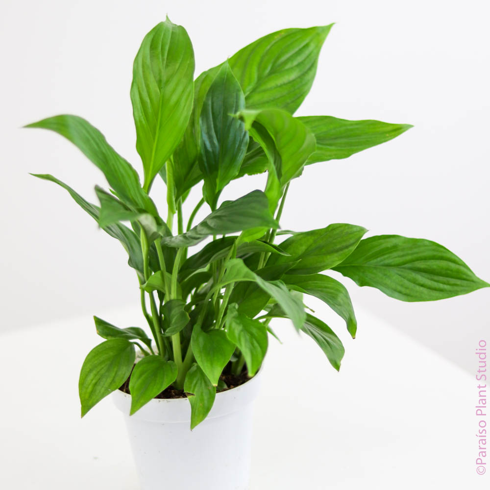 peace lily bud Spathiphyllum 'Peace Lily' Live Plant, 4" Pot