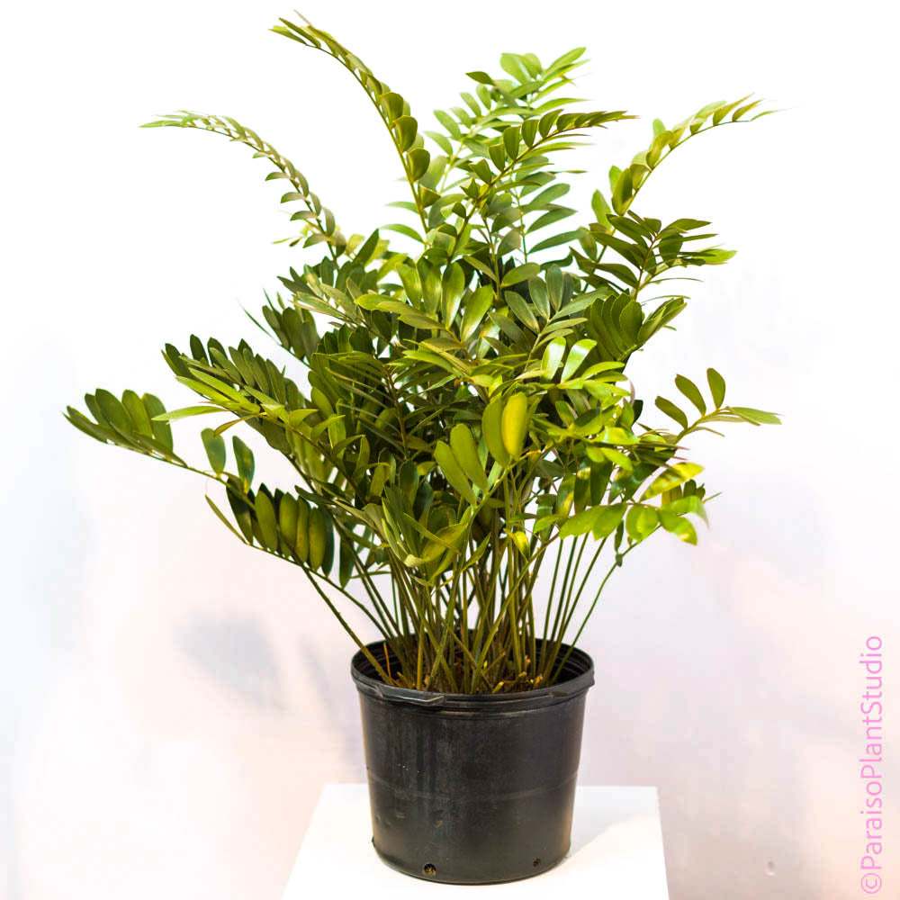 cardboard palm plant 14in Cardboard Palm – Paraíso Plant Studio