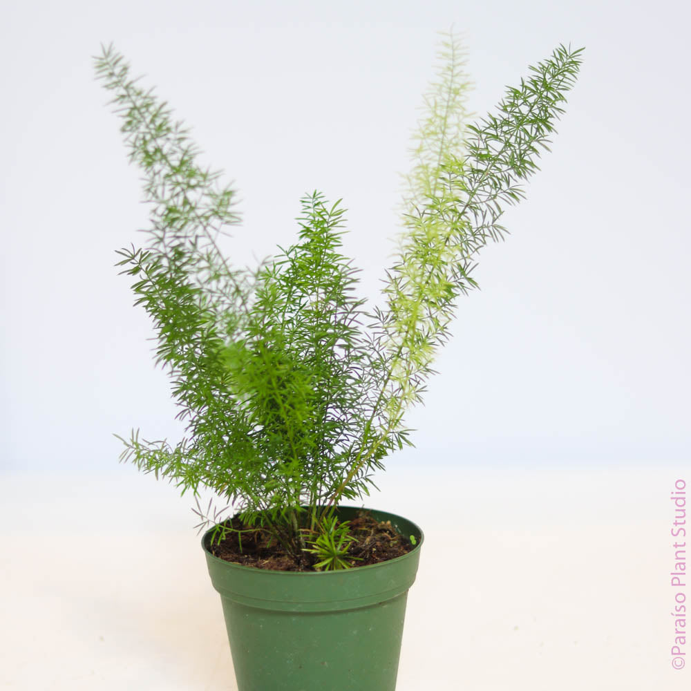 Asparagus Fern Care - How to Grow & Maintain Foxtail Fern