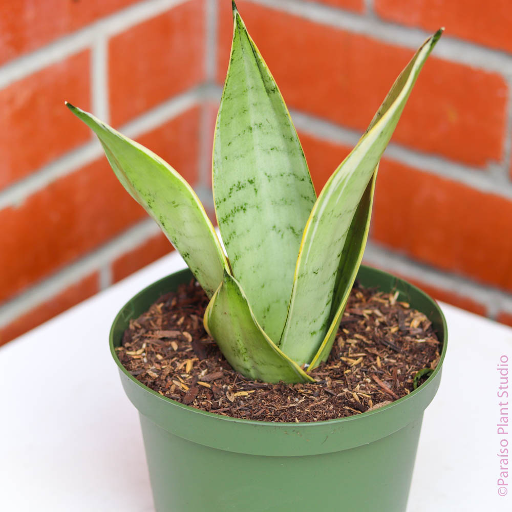 white owl sansevieria 6in Sansevieria Night Owl