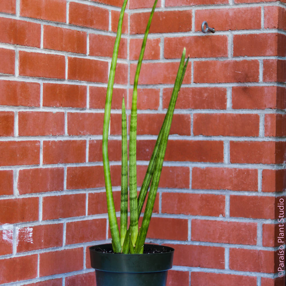 flor de la sansevieria cylindrica 8in-12in Sansevieria Cylindrica – Paraíso Plant Studio