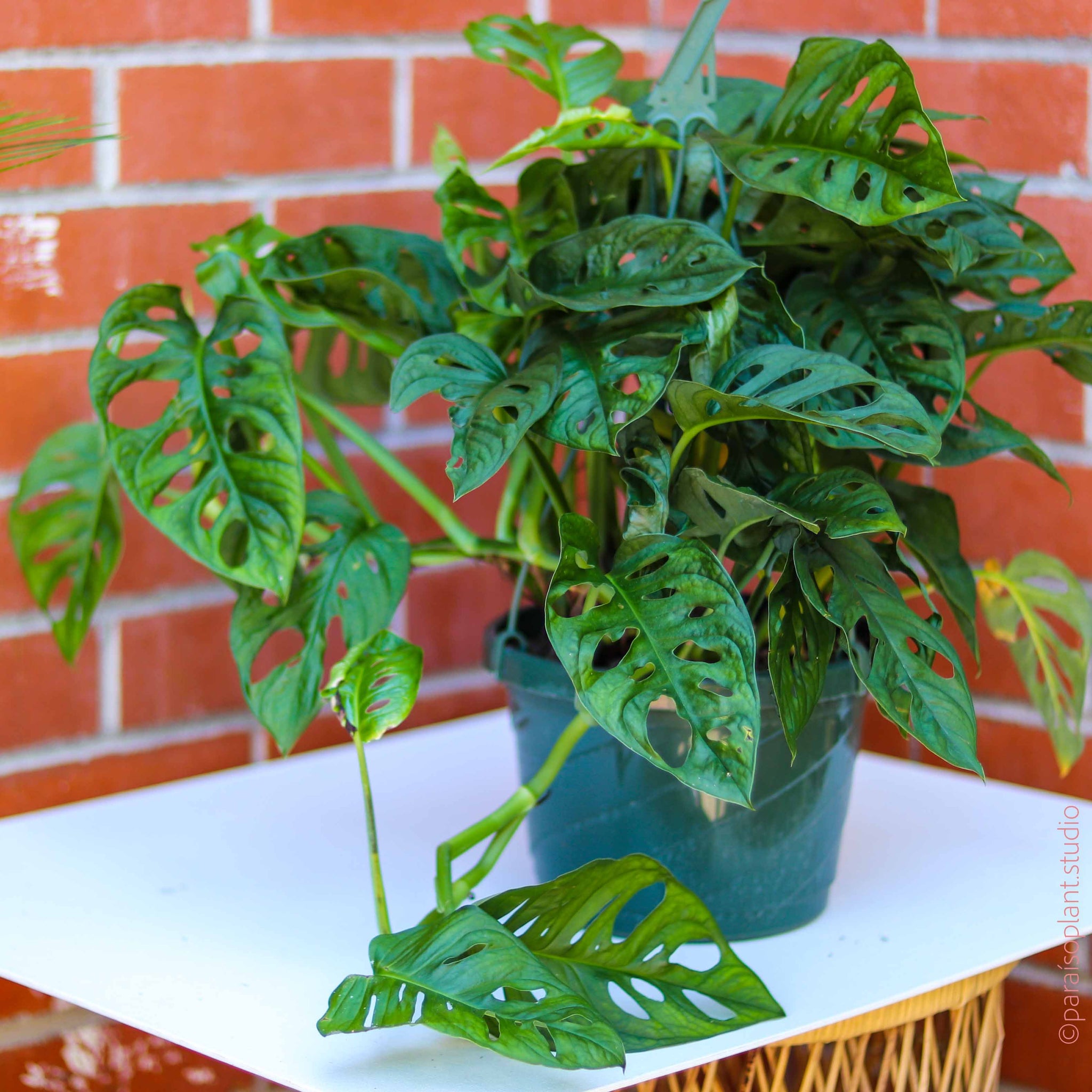 philodendron white fusion Calathea 'White Fusion'