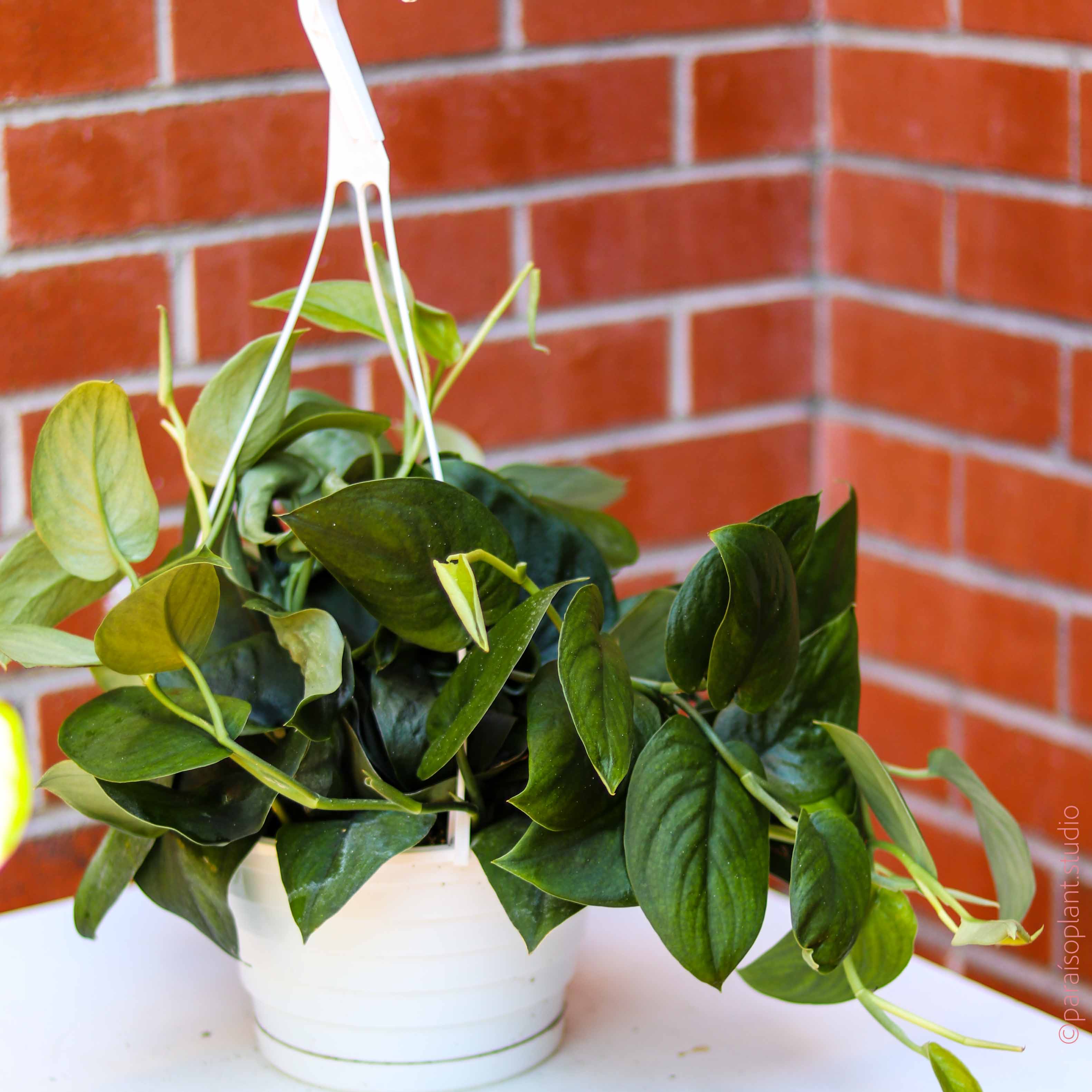 jade satin plant 8in Scindapsus Pictus 'Jade Satin Pothos'