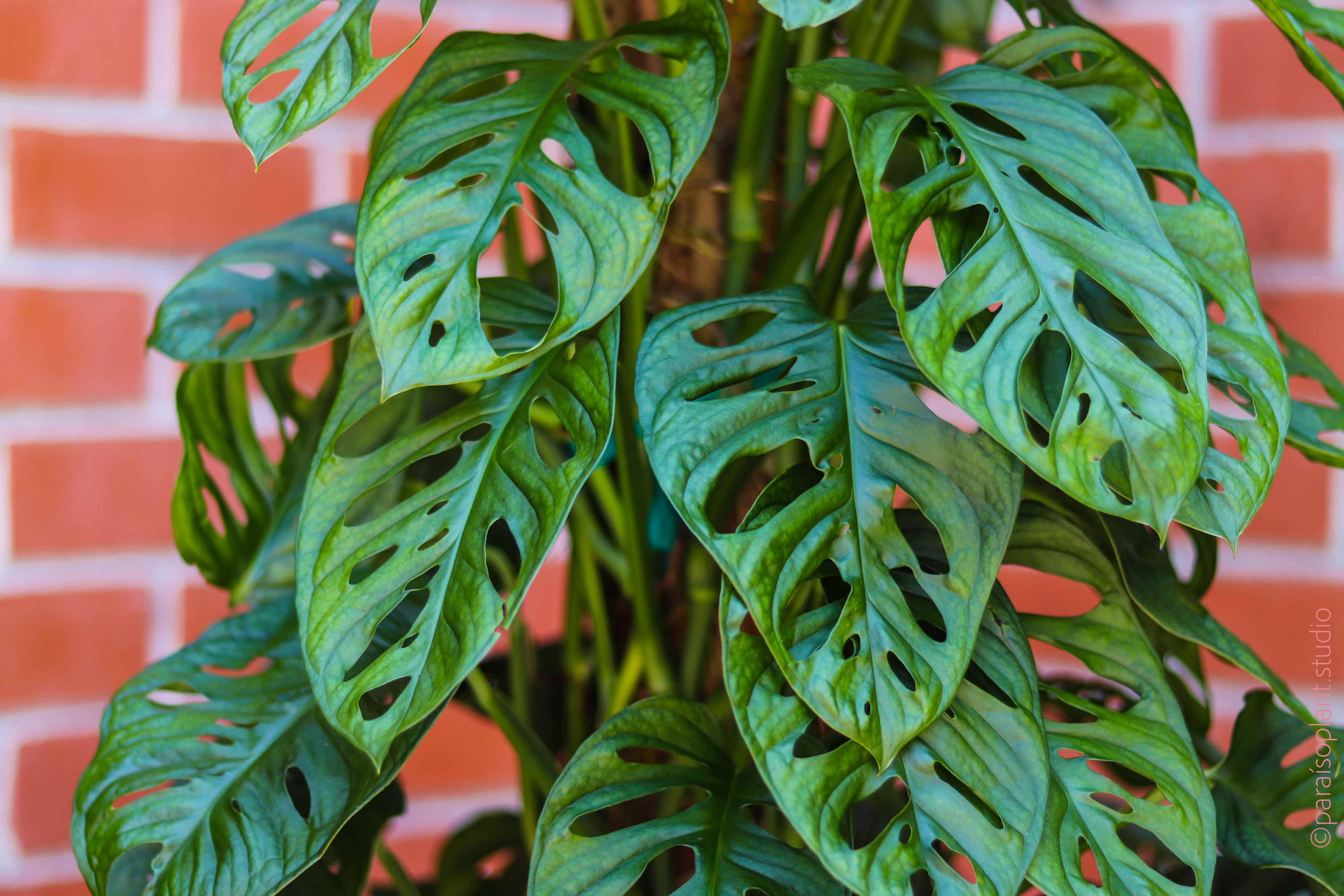 types of monstera adansonii 10in Monstera Adansonii 'Swiss Cheese' – Paraíso Plant Studio