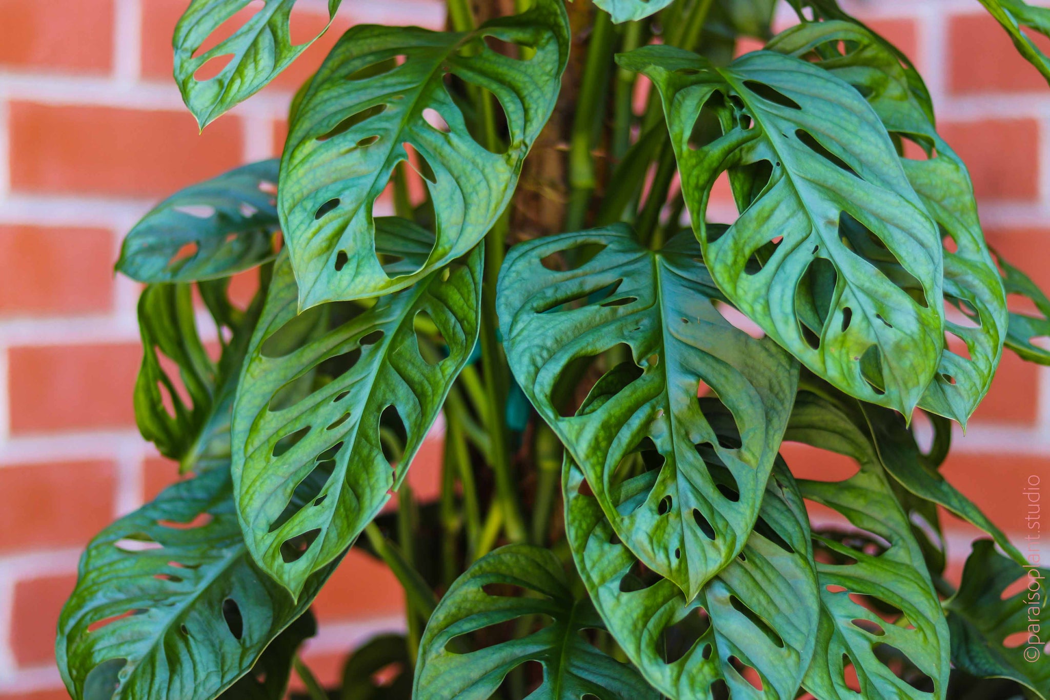 monstera adansonii totem 10in Monstera Adansonii 'Swiss Cheese' – Paraíso Plant Studio