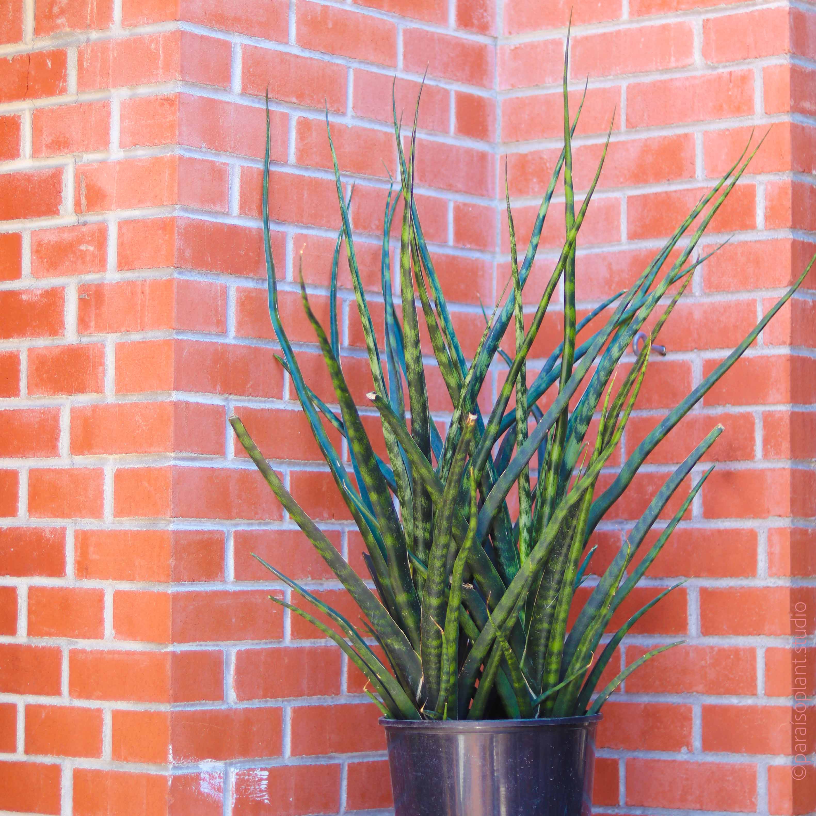 sansevieria thin 12in-14in Sansevieria Fernwood