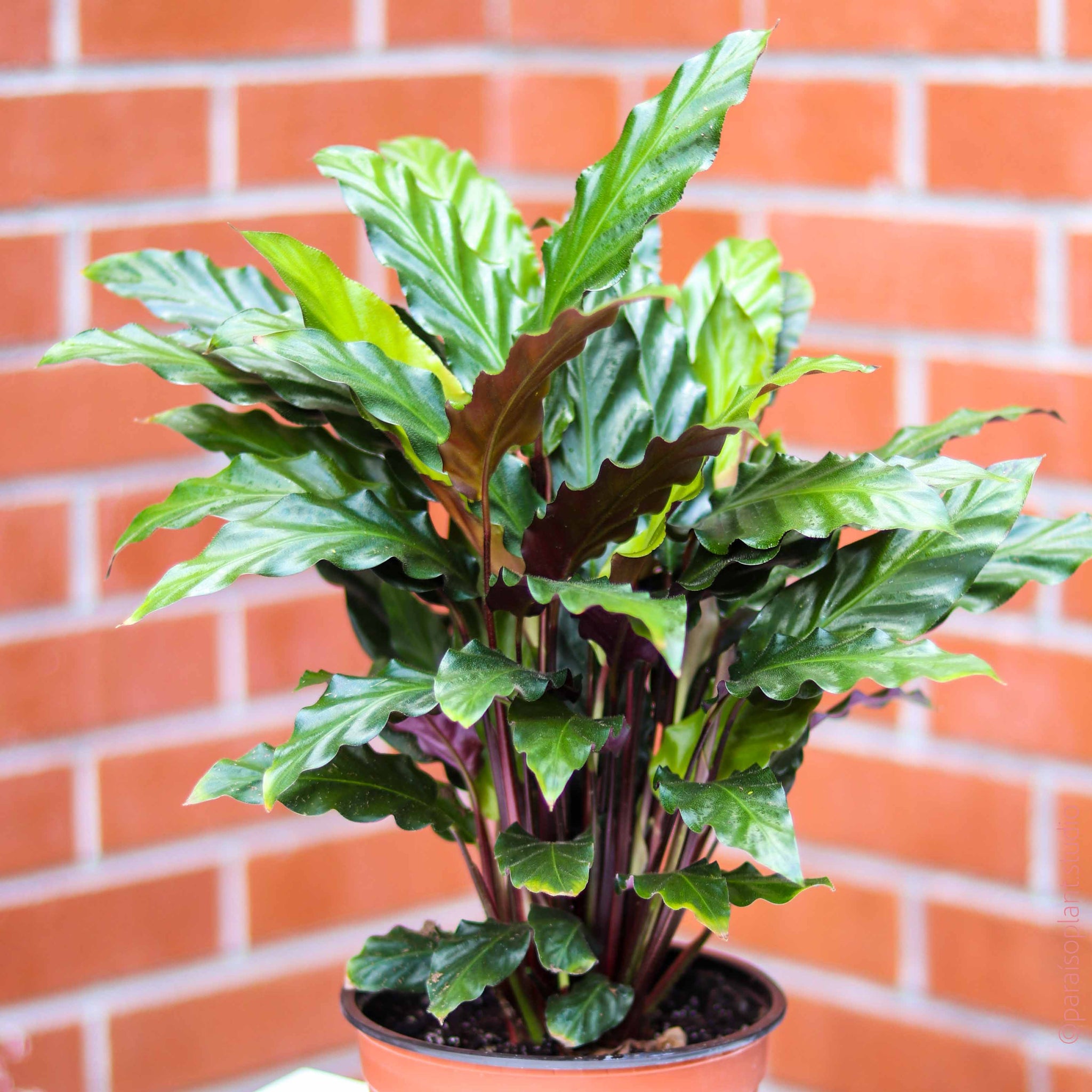 calathea rufibarba green 6in Calathea Rufibarba – Paraíso Plant Studio