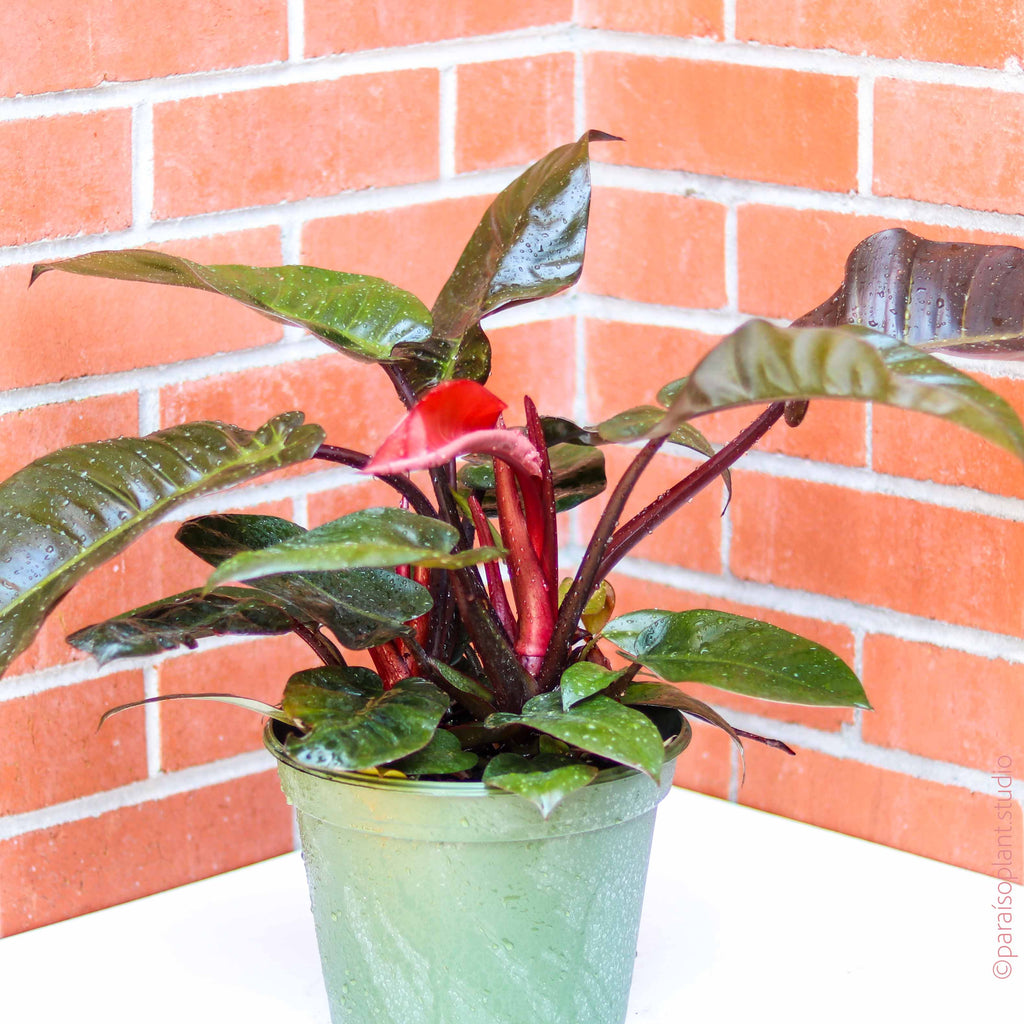8in Philodendron Black Cardinal