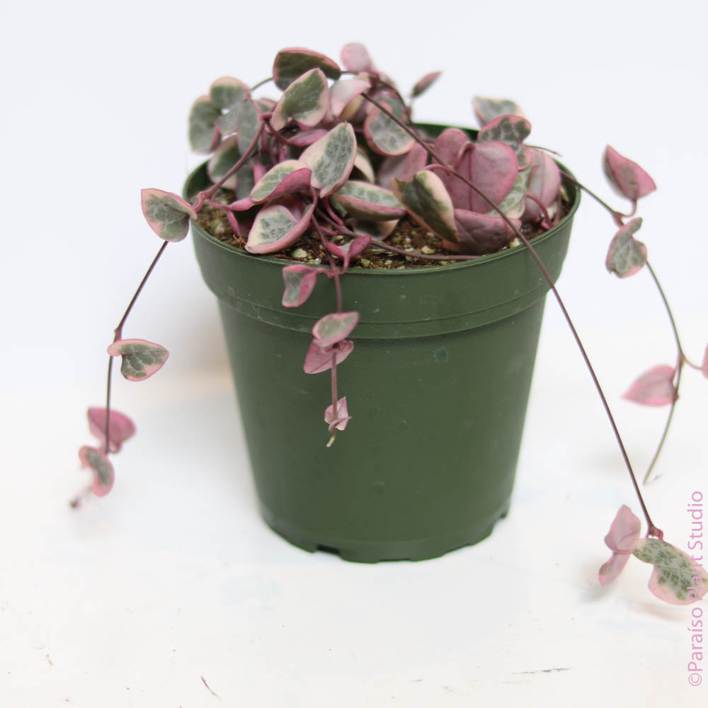 4in Variegated String of Hearts