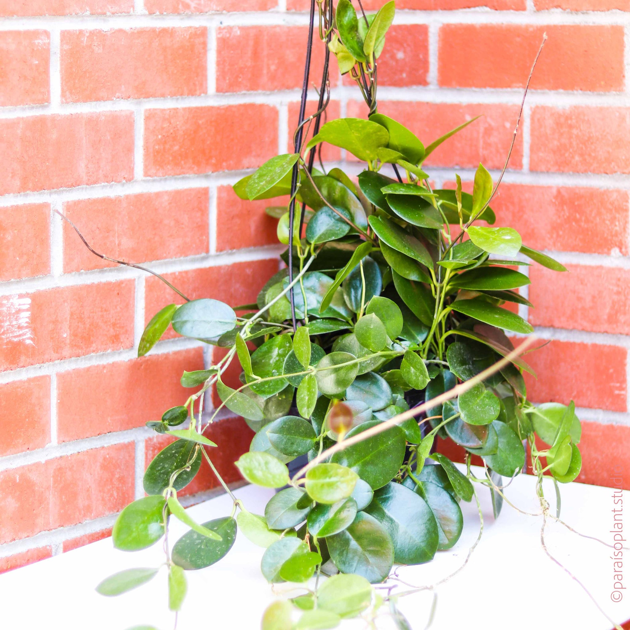 8in Hoya Australis – Paraíso Plant Studio