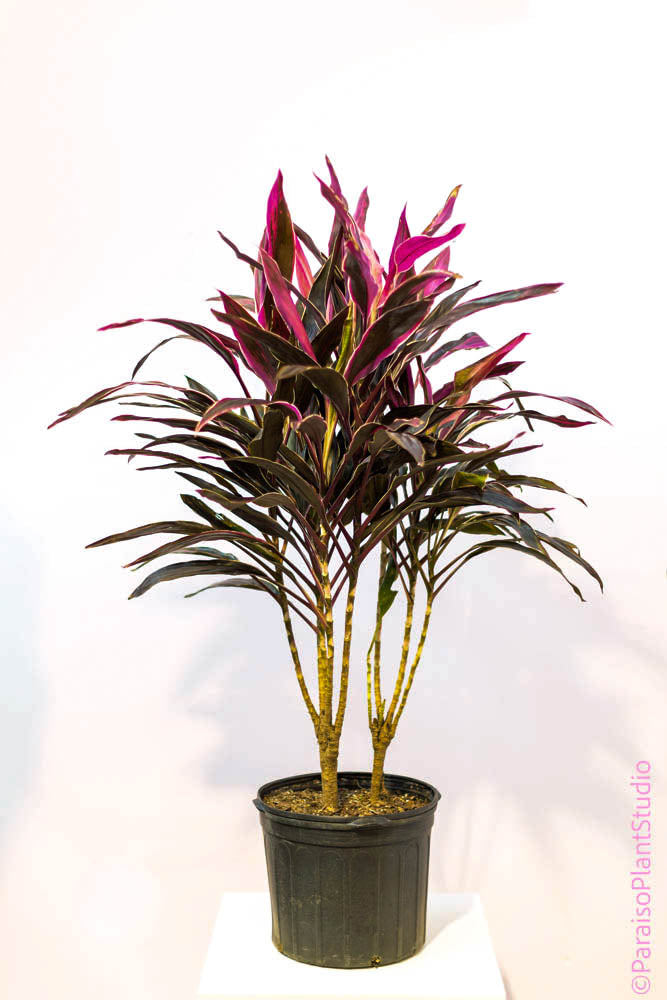 14in Cordyline Red Sister Yellow Edge