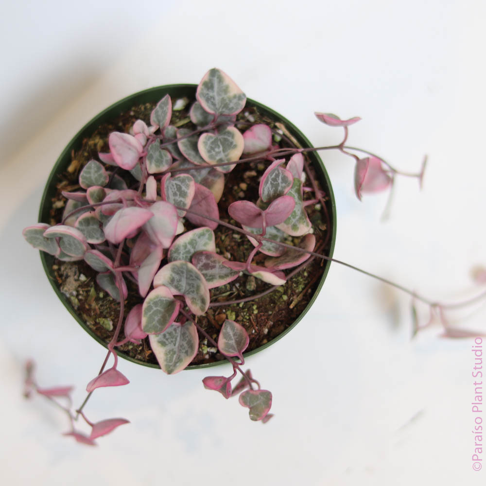 4in Variegated String of Hearts
