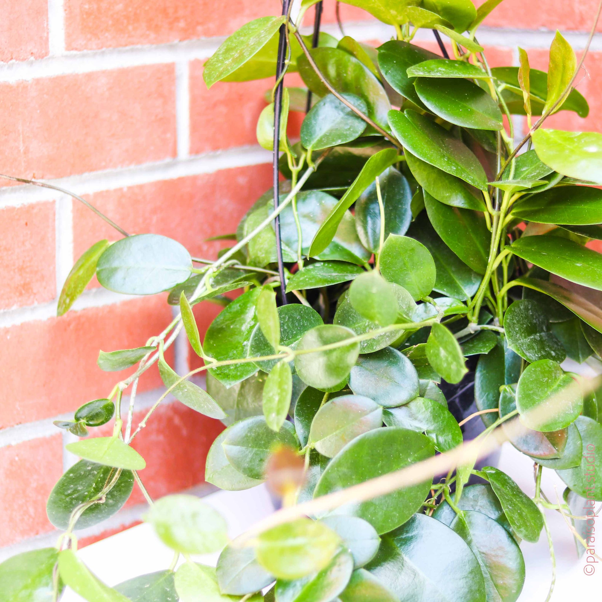 8in Hoya Australis – Paraíso Plant Studio