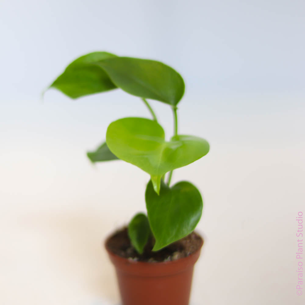 monstera pothos 2in Monstera Deliciosa – Paraíso Plant Studio