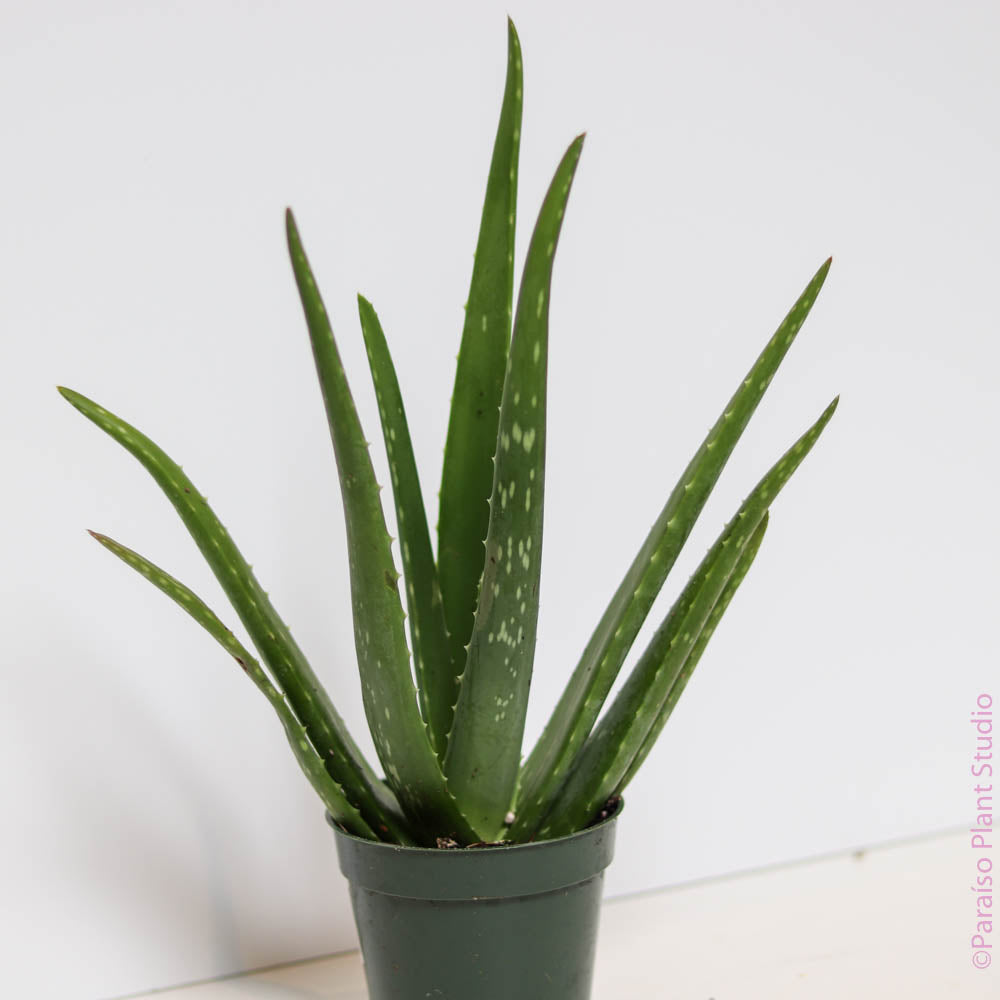 Aloe Vera – Paraíso Plant Studio