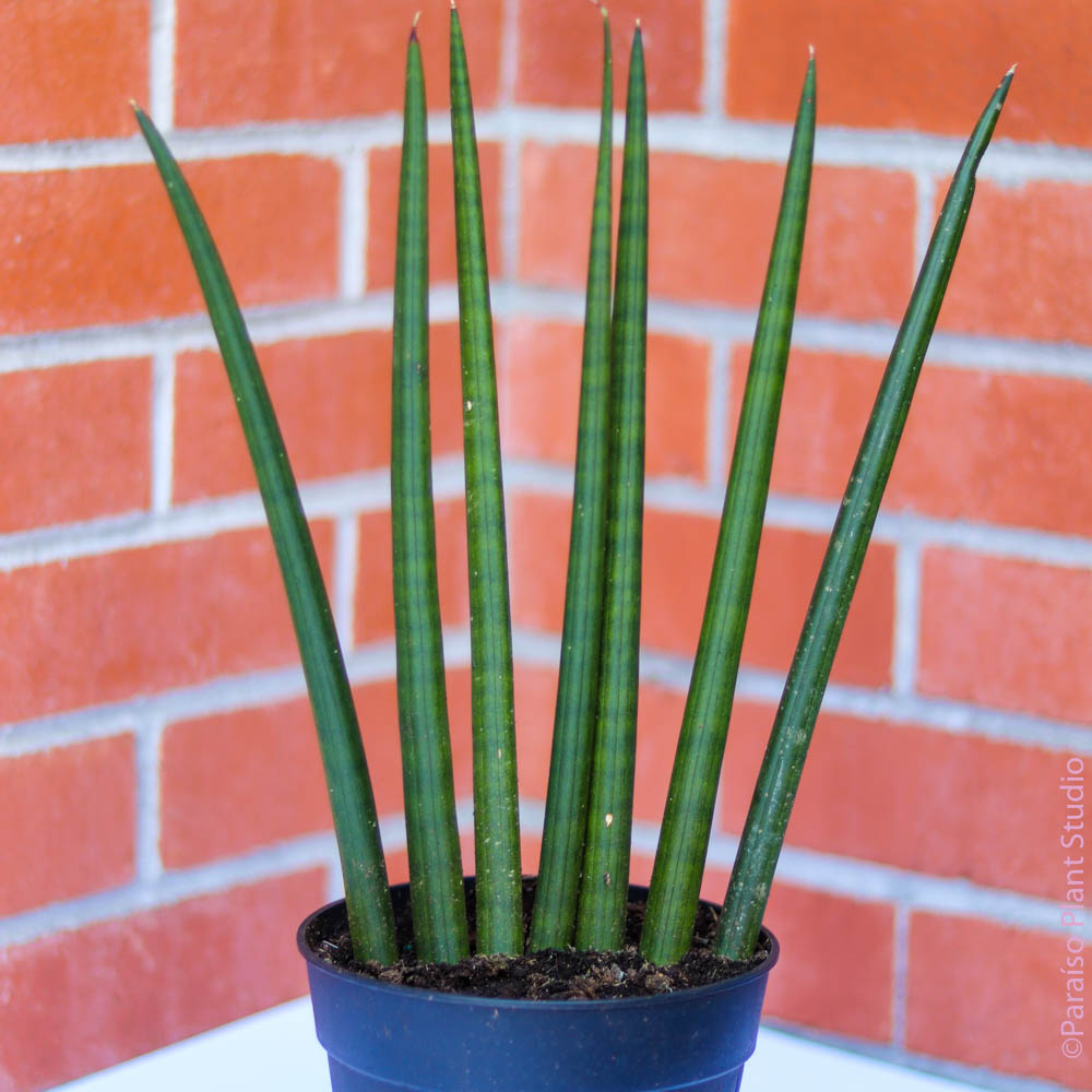 sansevieria cylindrica bacularis 6in Sansevieria Cylindrica – Paraíso Plant Studio