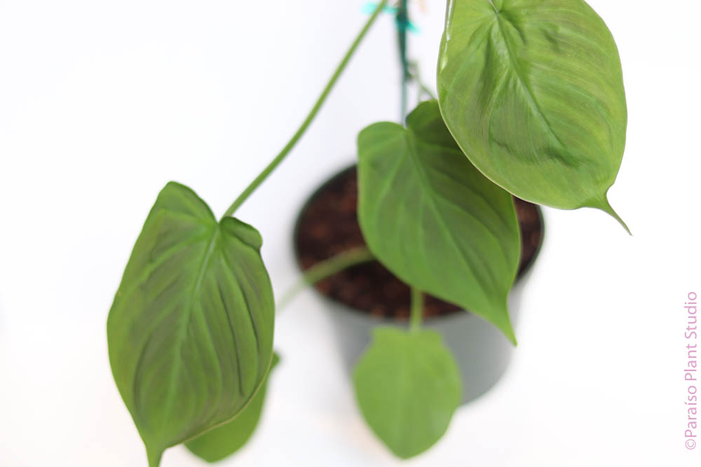 philodendron camposportoanum common name 6in Philodendron Camposportoanum – Paraíso Plant Studio