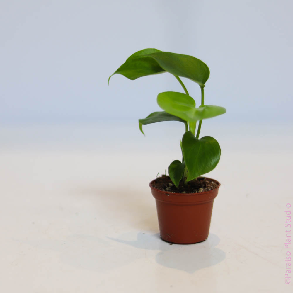 baby monstera deliciosa plant 2in Monstera Deliciosa – Paraíso Plant Studio