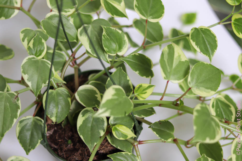 6in Peperomia Cupid
