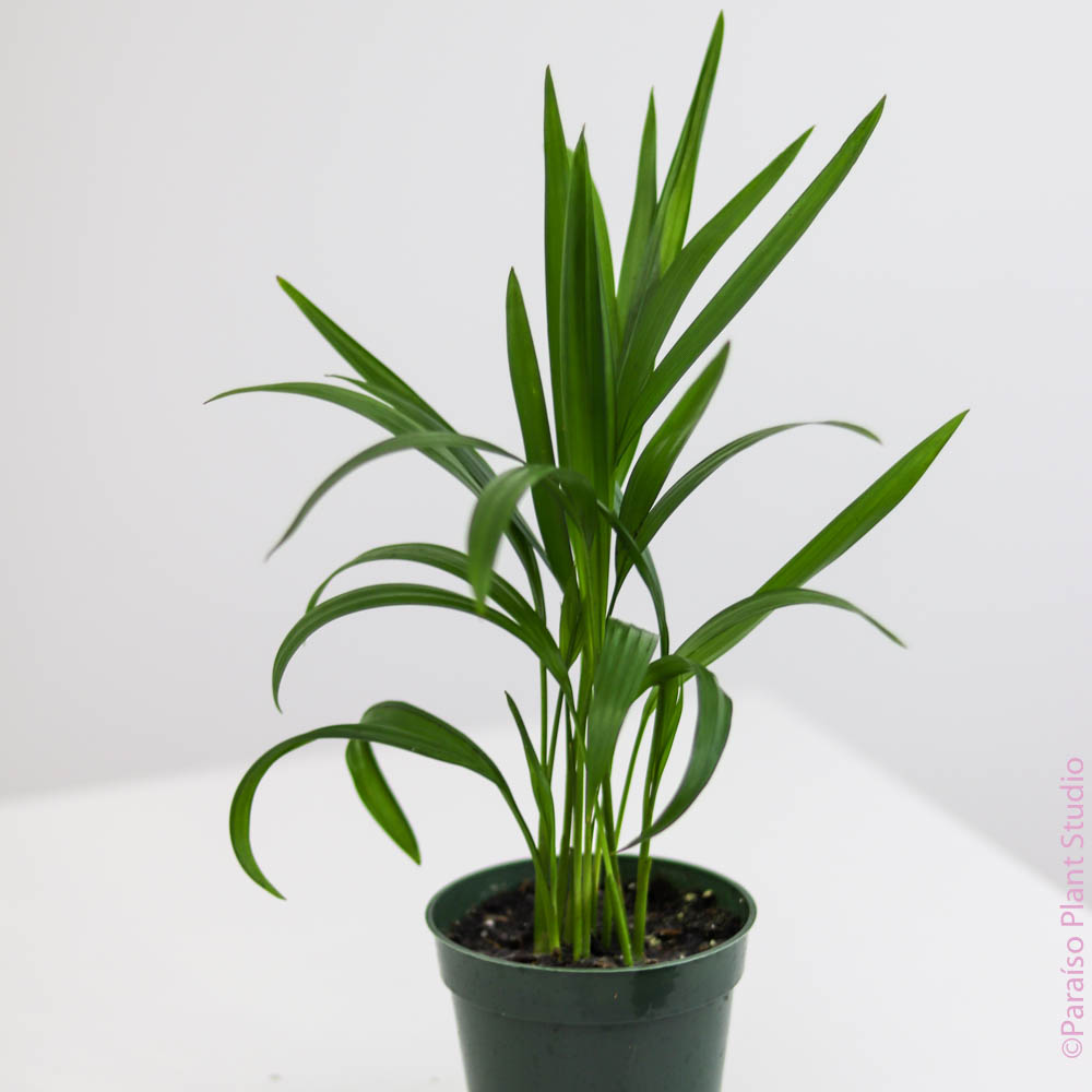 areca palm address california Areca Palm