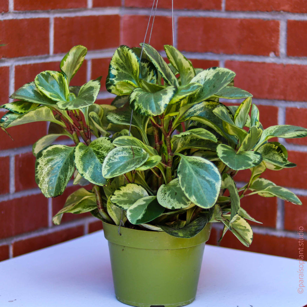 6in Peperomia Marble