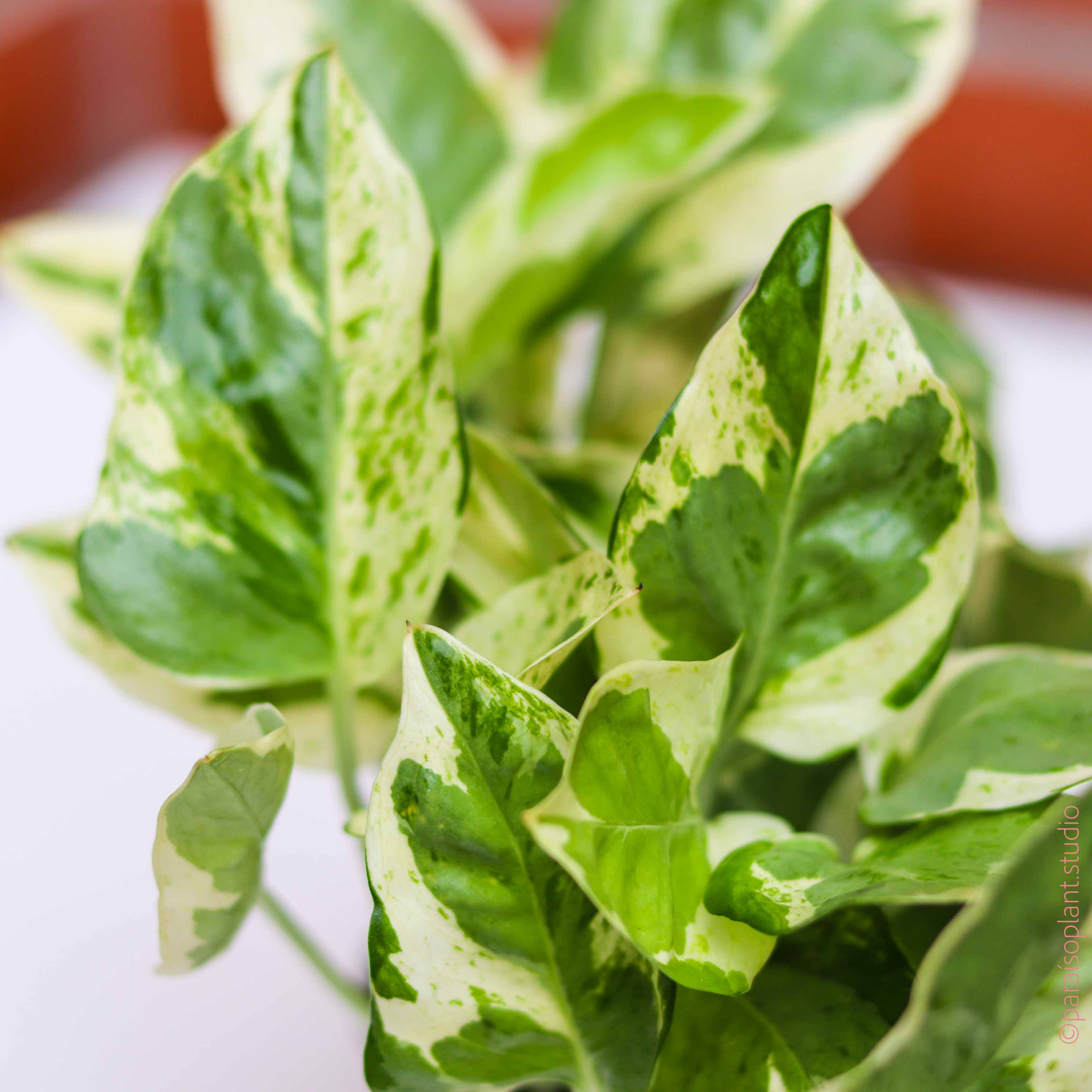 pearls & jade pothos 6in-8in Pothos Pearls N'Jade – Paraíso Plant Studio