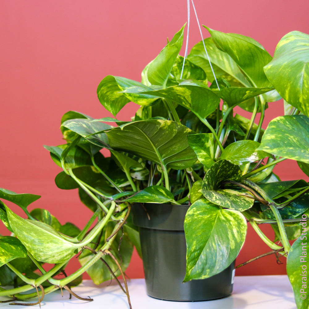 big pothos 4in-10in Golden Pothos