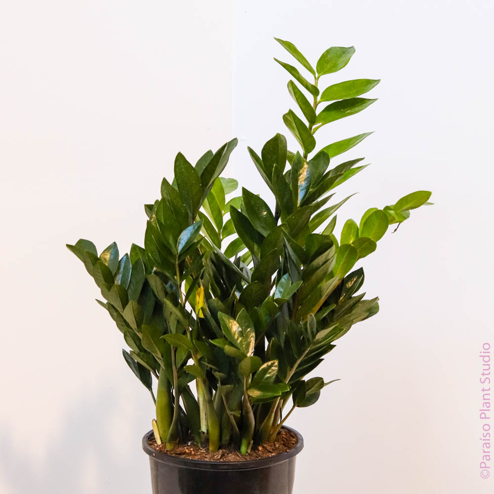 where to buy zz plant toronto 10in-12in ZZ Plant