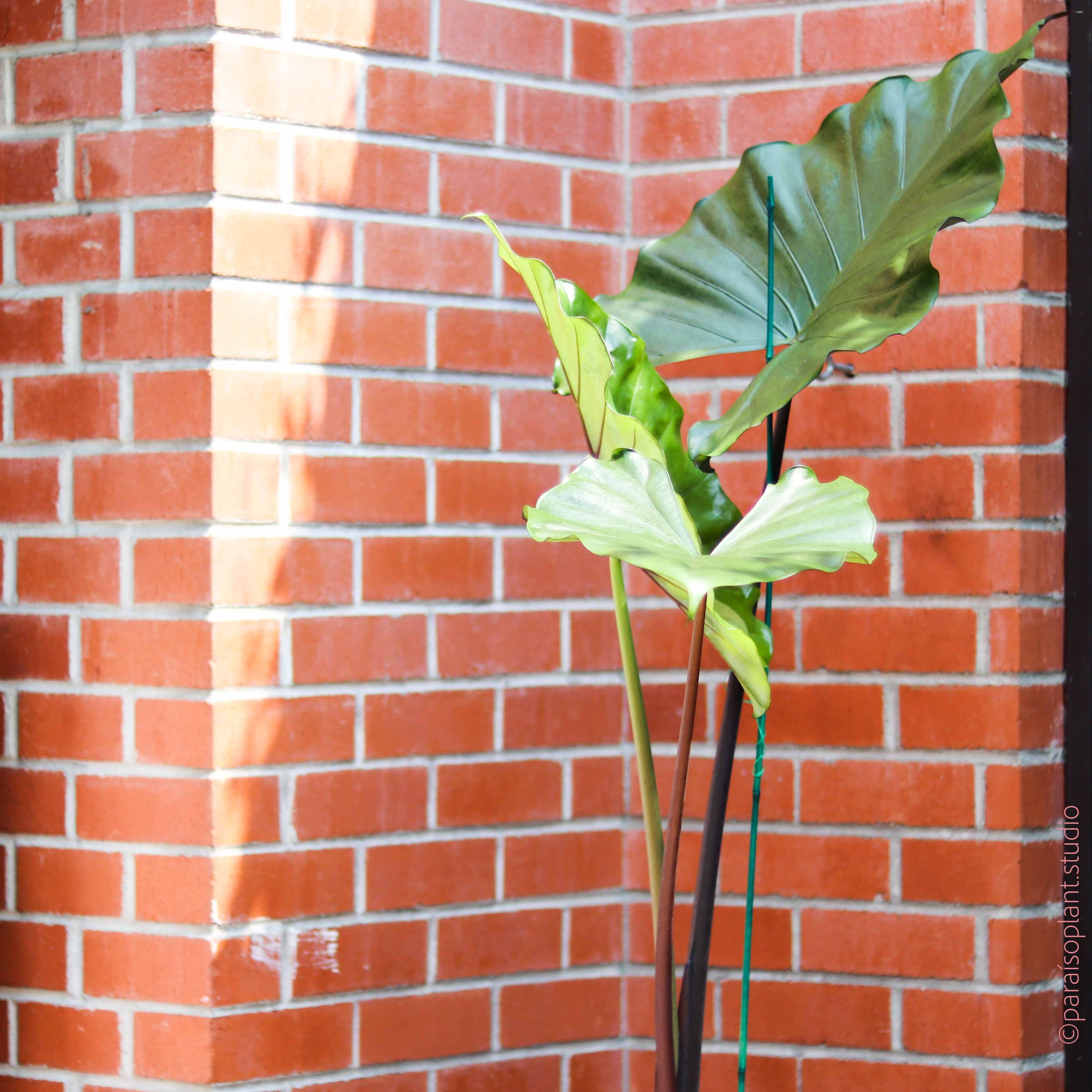 black stem elephant ear plant 8in-10in Alocasia Black Stem – Paraíso Plant Studio