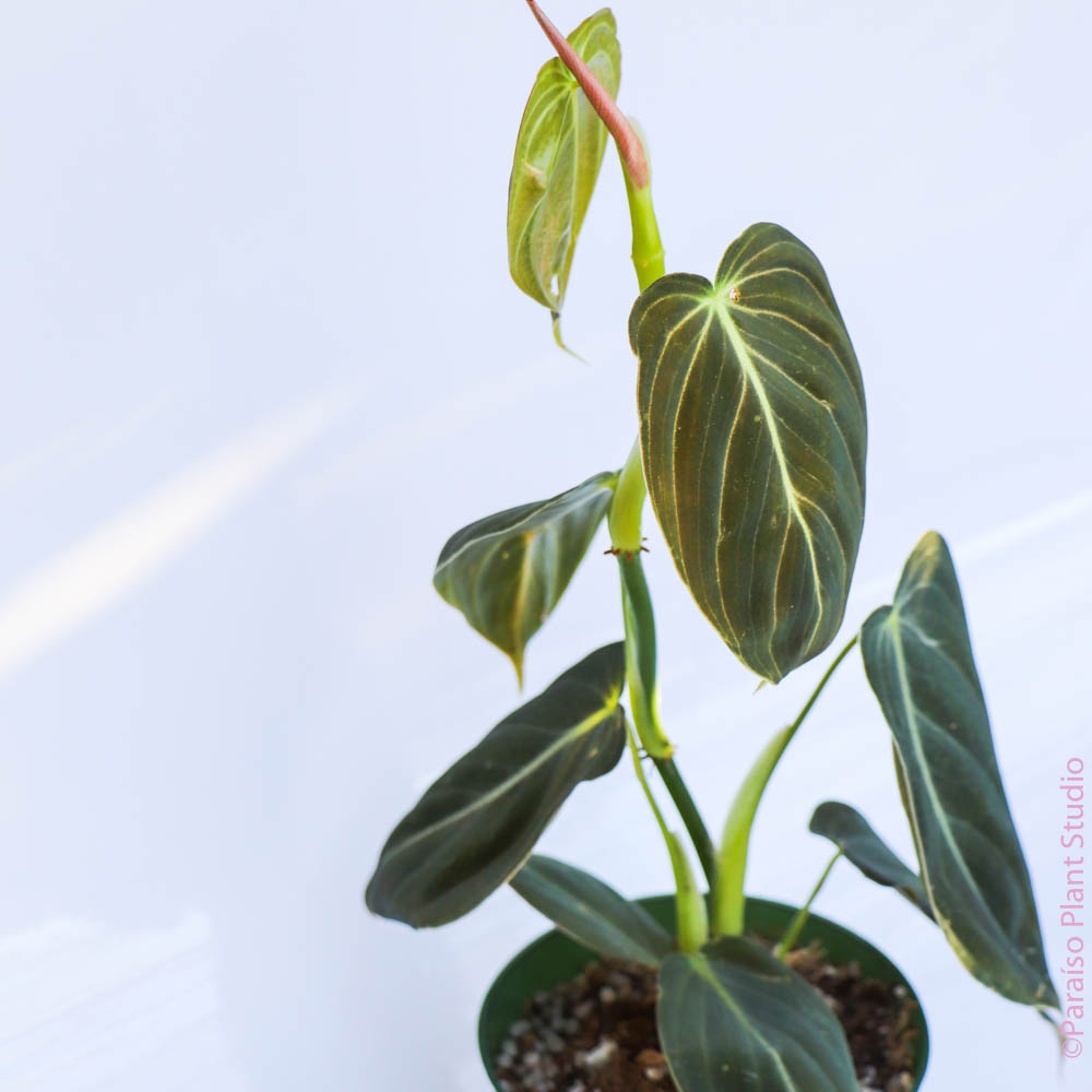buy philodendron melanochrysum Philodendron Melanochrysum – Paraíso Plant Studio