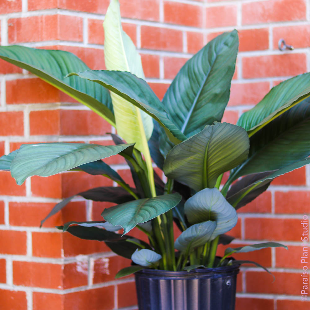 10in-14in Spathiphyllum Peace Lily 'Sensation'