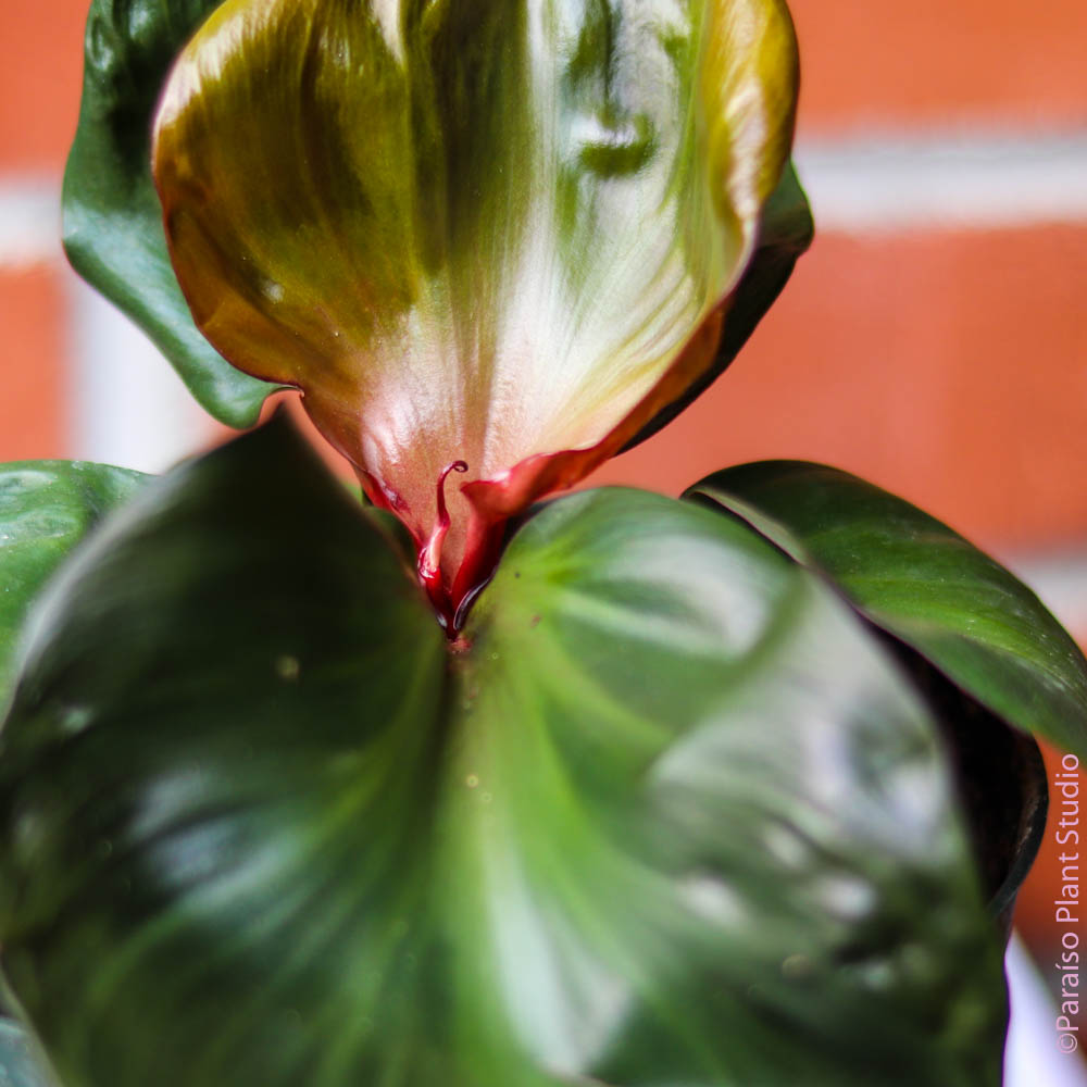 philodendron with red flowers 6in Philodendron Red Heart – Paraíso Plant Studio