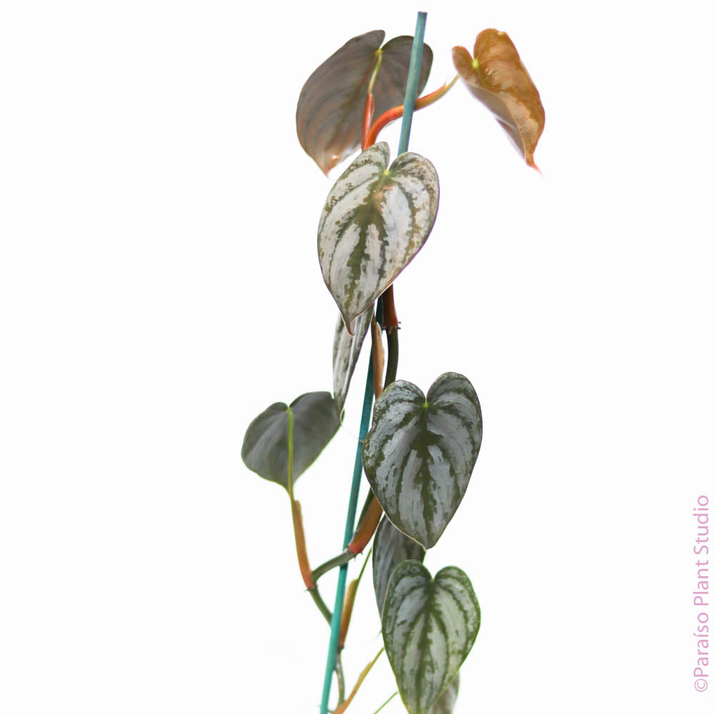 4in Philodendron Brandtianum