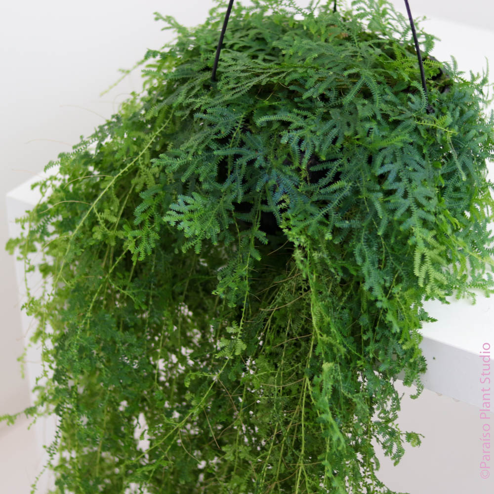 rainbow moss hanging plant 8in Peacock Moss Fern