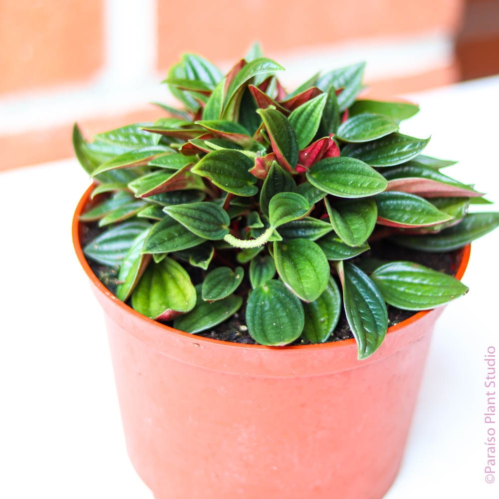 4in Peperomia Rosso