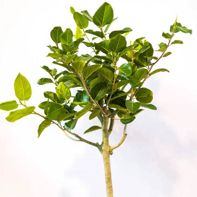 ficus audrey for sale near me 14in Ficus Audrey Standard – Paraíso Plant Studio